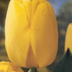Menu Darwin Hybrid Tulip Collection -US Garden Plants Sales 2024 88296 darwin hybrid tulip collection 4