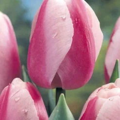 Menu Darwin Hybrid Tulip Collection -US Garden Plants Sales 2024 88296 darwin hybrid tulip collection 5