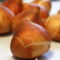 Menu Cotton Candy Tulip Collection 22 Menu Cotton Candy Tulip Collection -US Garden Plants Sales 2024 88306 golden apeldoorn tulip 2