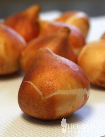 Menu Cotton Candy Tulip Collection 12 Menu Cotton Candy Tulip Collection - Image 10