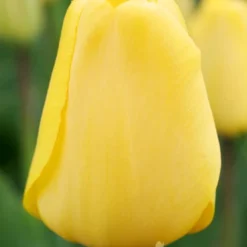 Menu Cotton Candy Tulip Collection 21 Menu Cotton Candy Tulip Collection -US Garden Plants Sales 2024 88306 golden apeldoorn tulip