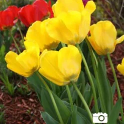 Menu Cotton Candy Tulip Collection 23 Menu Cotton Candy Tulip Collection -US Garden Plants Sales 2024 88306 golden apeldoorn tulip 3