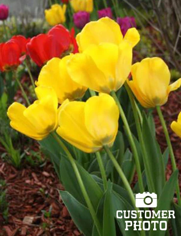 Menu Cotton Candy Tulip Collection 13 Menu Cotton Candy Tulip Collection - Image 11