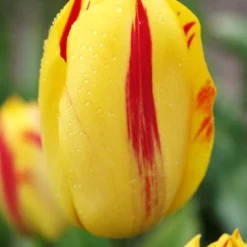 Menu 100 Blooms Of Red And Yellow Tulips Collection -US Garden Plants Sales 2024 88312 100 blooms of red and yellow tulips 4