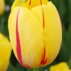 Menu 100 Blooms Of Red And Yellow Tulips Collection -US Garden Plants Sales 2024 88312 100 blooms of red and yellow tulips 6