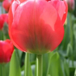 Menu 100 Blooms Of Red And Yellow Tulips Collection -US Garden Plants Sales 2024 88312 100 blooms of red and yellow tulips 7