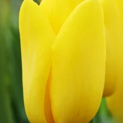 Menu 100 Blooms Of Red And Yellow Tulips Collection -US Garden Plants Sales 2024 88312 100 blooms of red and yellow tulips 9