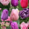 Menu 100 Blooms Of Purple And Pink Tulips Collection -US Garden Plants Sales 2024 88313 3