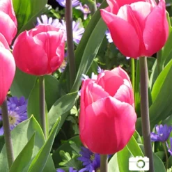 Menu Cotton Candy Tulip Collection 17 Menu Cotton Candy Tulip Collection -US Garden Plants Sales 2024 88316 don quichotte tulip 2 1