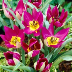 Menu Botanical Tulip Collection 32 Menu Botanical Tulip Collection -US Garden Plants Sales 2024 88318 persian pearl botanical tulip