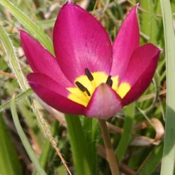 Menu Botanical Tulip Collection 33 Menu Botanical Tulip Collection -US Garden Plants Sales 2024 88318 persian pearl tulips 3