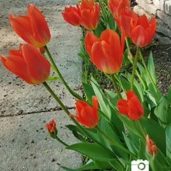 Menu Orange Ovation Collection 33 Menu Orange Ovation Collection -US Garden Plants Sales 2024 88322 2018 07 23 orange brilliant fosteriana tulip jenny 2 3