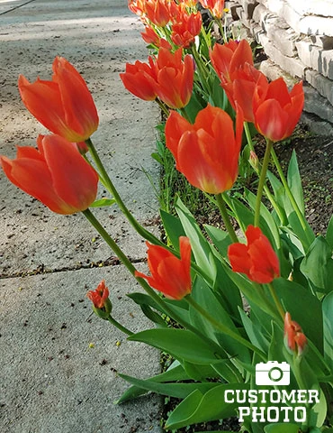 Menu Orange Ovation Collection 18 Menu Orange Ovation Collection - Image 16