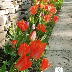 Menu Orange Ovation Collection 32 Menu Orange Ovation Collection -US Garden Plants Sales 2024 88322 2018 07 23 orange brilliant fosteriana tulip jenny 4