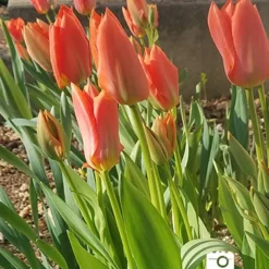 Menu Beginner Tulip Collection -US Garden Plants Sales 2024 88322 2018 07 27 jenny 2