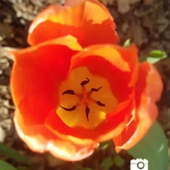 Menu Beginner Tulip Collection -US Garden Plants Sales 2024 88322 2018 07 27 jenny 3