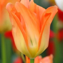 Menu Fosteriana Tulip Collection -US Garden Plants Sales 2024 88322 orange brilliant fosteriana tulip 1