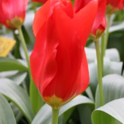 Menu Fosteriana Tulip Collection -US Garden Plants Sales 2024 88323