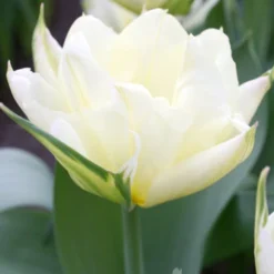 Menu Fosteriana Tulip Collection -US Garden Plants Sales 2024 88324 exotic emeror tulip 2
