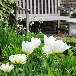 Menu Fosteriana Tulip Collection -US Garden Plants Sales 2024 88324 exotic emperor tulip