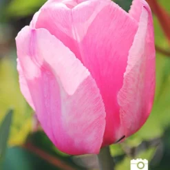 Menu Mid Spring Blooms Collection -US Garden Plants Sales 2024 88327 pink impression tulip 2018 08 06 joan geraldson 1