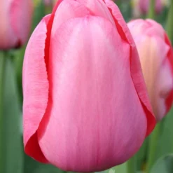 Menu Mid Spring Blooms Collection -US Garden Plants Sales 2024 88327 pink impression tulip value bag 1