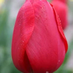Menu Darwin Hybrid Tulip Collection -US Garden Plants Sales 2024 88328 red impression darwin hybrid tulip 2