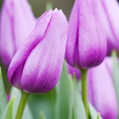 Menu Cool And Calm Blue Collection -US Garden Plants Sales 2024 88332 violet beauty tulip