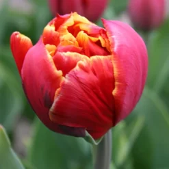 Menu Robust Double Flowering Tulip Collection 27 Menu Robust Double Flowering Tulip Collection -US Garden Plants Sales 2024 88344 double focus double tulip 2