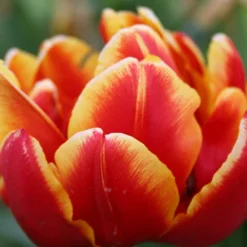 Menu Robust Double Flowering Tulip Collection 28 Menu Robust Double Flowering Tulip Collection -US Garden Plants Sales 2024 88344 double focus double tulip 3