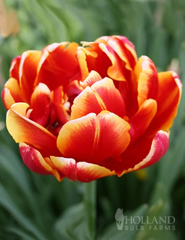 Menu Robust Double Flowering Tulip Collection 11 Menu Robust Double Flowering Tulip Collection - Image 9