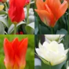 Menu Fosteriana Tulip Collection 1 Menu Fosteriana Tulip Collection -US Garden Plants Sales 2024 88345 2