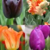 Menu Orange & Purple Tulip Collection -US Garden Plants Sales 2024 88347 orange and purple tulip collection