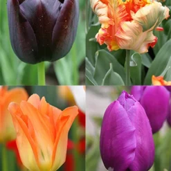 Menu Orange & Purple Tulip Collection