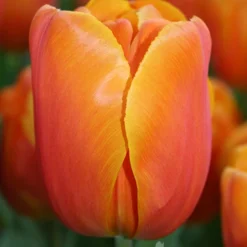 Menu Early Spring Tulip Collection 25 Menu Early Spring Tulip Collection -US Garden Plants Sales 2024 88367 christmas orange single early tulip