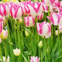 Menu Pink Tulip & Daffodil Collection 25 Menu Pink Tulip & Daffodil Collection -US Garden Plants Sales 2024 88370 del piero triumph tulip 2