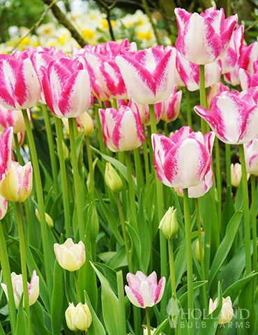 Menu Pink Tulip & Daffodil Collection 12 Menu Pink Tulip & Daffodil Collection - Image 10