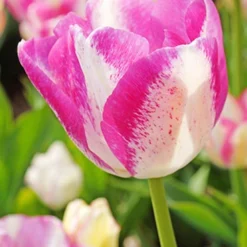 Menu Pink Tulip & Daffodil Collection 24 Menu Pink Tulip & Daffodil Collection -US Garden Plants Sales 2024 88370 del piero triumph tulip