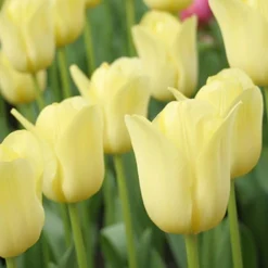 Menu Beginner Tulip Collection -US Garden Plants Sales 2024 88375 world friendship triumph tulip
