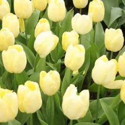 Menu Early Spring Tulip Collection 27 Menu Early Spring Tulip Collection -US Garden Plants Sales 2024 88381 sunny prince