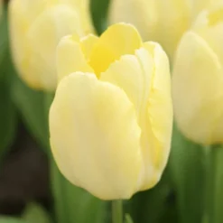 Menu Early Spring Tulip Collection 26 Menu Early Spring Tulip Collection -US Garden Plants Sales 2024 88381 sunny prince single early tulip