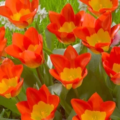 Menu Fosteriana Tulip Collection -US Garden Plants Sales 2024 88389 oracle fosteriana 2