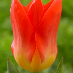 Menu Fosteriana Tulip Collection -US Garden Plants Sales 2024 88389 oracle fosteriana
