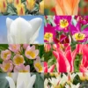 Menu Perennial Species Tulip Collection 2 Menu Perennial Species Tulip Collection -US Garden Plants Sales 2024 88402 perennial species tulip collection 2