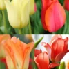 Menu Beginner Tulip Collection -US Garden Plants Sales 2024 88415 beginner tulip collection