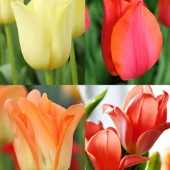 Menu Beginner Tulip Collection