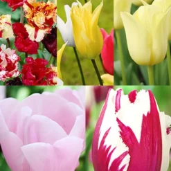 Menu Tulip Forcing Collection