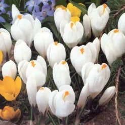 Menu Moonlight All White Garden Collection 27 Menu Moonlight All White Garden Collection -US Garden Plants Sales 2024 89105 moonlight all white garden collection 10