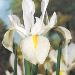 Menu Moonlight All White Garden Collection 28 Menu Moonlight All White Garden Collection -US Garden Plants Sales 2024 89105 moonlight all white garden collection 11