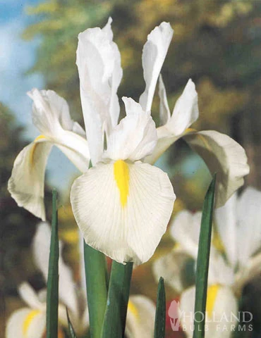 Menu Moonlight All White Garden Collection 13 Menu Moonlight All White Garden Collection - Image 11